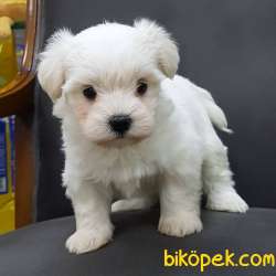 MALTESE TERRIER YAVRULARI 1