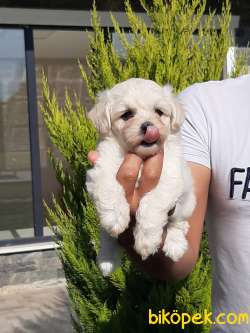 MALTESE TERRIER YAVRULARI 2