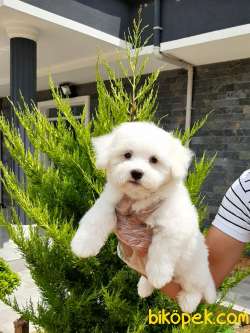 MALTESE TERRIER YAVRULARI 3