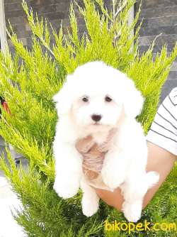 MALTESE TERRIER YAVRULARI 5