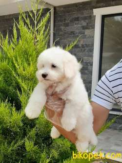 MALTESE TERRIER YAVRULARI 4