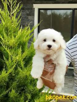 MALTESE TERRIER YAVRULARI 1