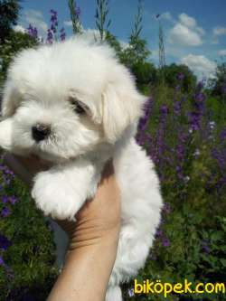 MALTESE TERRIER YAVRULARI 3