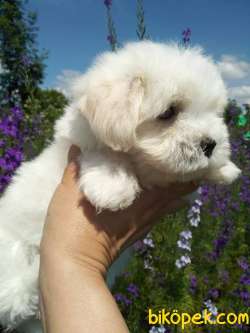 MALTESE TERRIER YAVRULARI 2