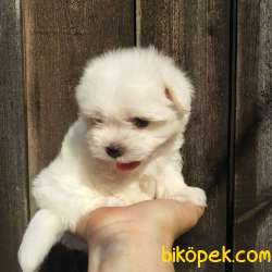 MALTESE TERRIER YAVRULARI 2