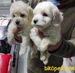 Maltese Terrier Yavruları 3