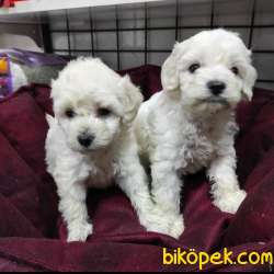 Maltese Terrier Yavruları 1