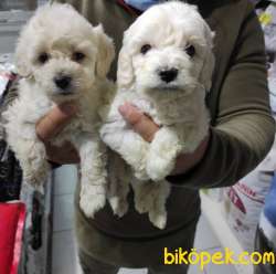 Maltese Terrier Yavruları 2
