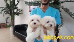 Maltese Terrıer Yavruları 5