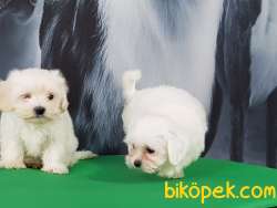 Maltese Terrier Yavruları Kar Beyazı 2