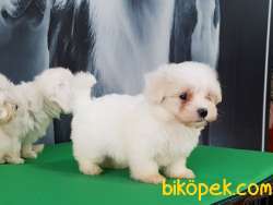 Maltese Terrier Yavruları Kar Beyazı 3