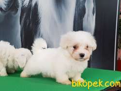 Maltese Terrier Yavruları Kar Beyazı 4