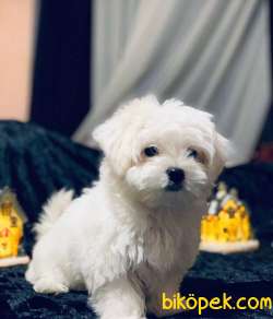 MALTESE TERRİER 2