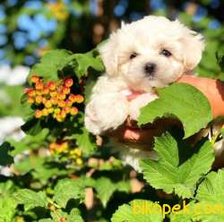 MALTESE TERRİER 3