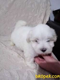 MALTESE TERRİER YAVRULARI 2