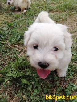 MALTESE TERRİER YAVRULARI 1