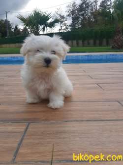 MALTESE TERRIER YAVRULARI 4