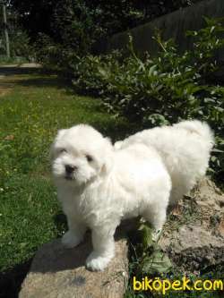 MALTESE TERRIER YAVRULARI 2