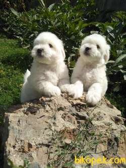 MALTESE TERRIER YAVRULARI 4