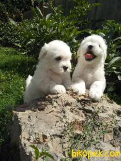 MALTESE TERRIER YAVRULARI 3