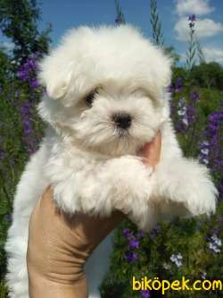 MALTESE TERRIER YAVRULARI