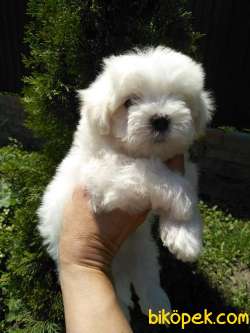 MALTESE TERRIER YAVRULARI 4