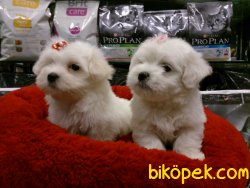 MALTESE TERRIER YAVRULARI  En Iyisi Bizde 1