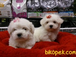 MALTESE TERRIER YAVRULARI  En Iyisi Bizde 4