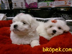 MALTESE TERRIER YAVRULARI  En Iyisi Bizde 3