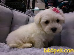 MALTESE TERRIER YAVRULARI  En Iyisi Bizde 5