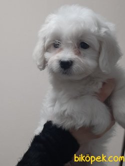 MALTESE TERRIER YAVRULARI  En Iyisi Bizde 3