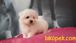 MALTESE TERRIER YAVRULARI  En Iyisi Bizde 2