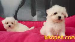 MALTESE TERRIER YAVRULARI  En Iyisi Bizde 4