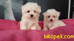MALTESE TERRIER YAVRULARI  En Iyisi Bizde 3