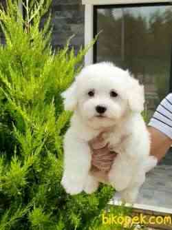 Ozel MALTESE TERRIER YAVRULARI  En Iyisi Bizde 3