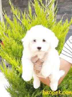 Ozel MALTESE TERRIER YAVRULARI  En Iyisi Bizde 2