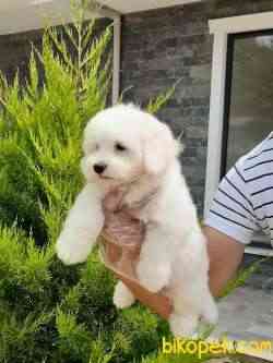 Ozel MALTESE TERRIER YAVRULARI  En Iyisi Bizde 4
