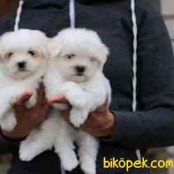 MALTESE TERRIER YAVRULARI  En Iyisi Bizde 5