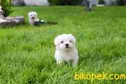 ÖZEL MALTESE TERRIER YAVRULARI 4