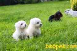 ÖZEL MALTESE TERRIER YAVRULARI 3