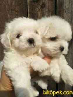 MALTESE TERRIER YAVRULARI  En Iyisi Bizde 1