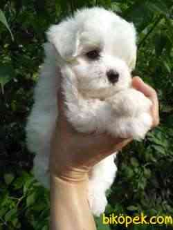 MALTESE TERRIER YAVRULARI  En Iyisi Bizde 2