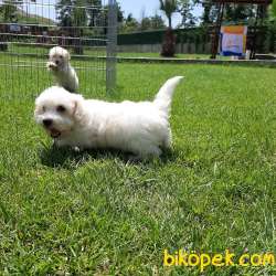 MALTESE TERRIER YAVRULARI  En Iyisi Bizde 4