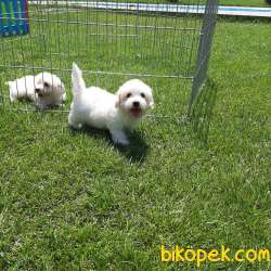 MALTESE TERRIER YAVRULARI  En Iyisi Bizde 1