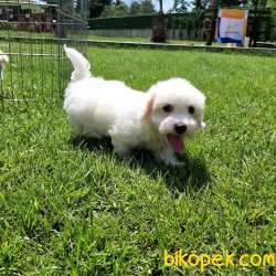 MALTESE TERRIER YAVRULARI  En Iyisi Bizde 3
