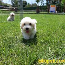 MALTESE TERRIER YAVRULARI  En Iyisi Bizde 5
