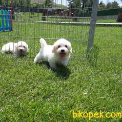 MALTESE TERRIER YAVRULARI  En Iyisi Bizde 2