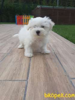 MALTESE TERRIER YAVRULARI  En Iyisi Bizde 3