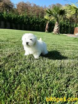 MALTESE TERRIER YAVRULARI  En Iyisi Bizde 2