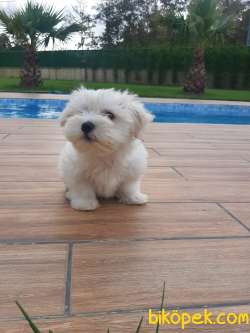 MALTESE TERRIER YAVRULARI  En Iyisi Bizde 2